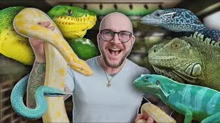 ¡Mi cuarto de reptiles vale más de $25,000!