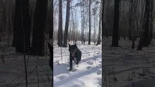 Прогулка с  собакой по берёзовой роще