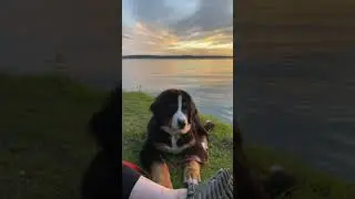 Bernese Mountain Dog Puppy Enjoying The Sunset After A Wonderful Summer