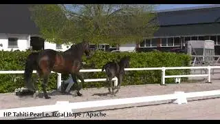 HP Tahiti Pearl filly by Total Hope x Apache x Fürst Romancier from the Gesine line