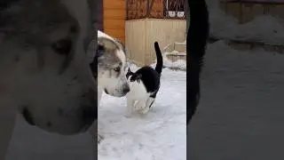 Кот ЗАВОДИТ АЛАБАЯ НА ИГРЫ || ALABAI DOGS AND CATS #dog #cats