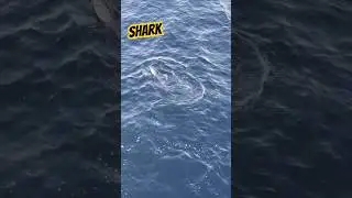 Man catches a SHARK while 🦈fishing at VENICE BEACH PIER!!#losangeles #fishing #shark #venicebeach