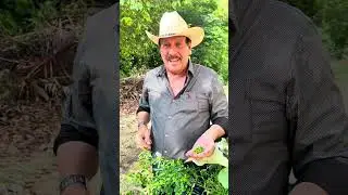 Chile Mash en Tulum Quintana Roo - El Arriero de Ramones