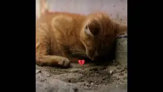 Kitten Bombastic