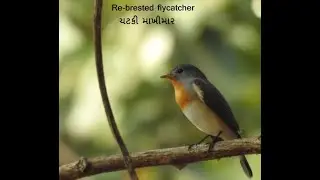 Red-Brested Flycatcher / ચટકી માખીમાર