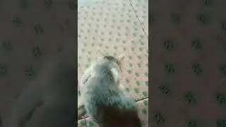 чуня