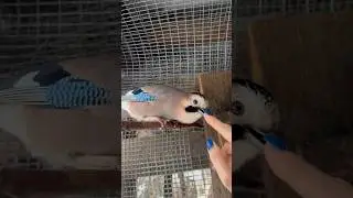 ГЛАЖУ ПТИЧКУ МОЮ 🥰