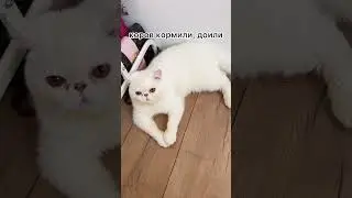 Кота кормили?#котики#рекомендации#shorts#покормикота#тренды