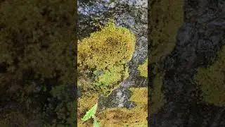 moss