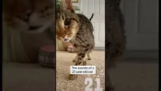 #cat #cute #kitten #catlover #ourcat #kittycat #funny #kittypets #oldcat #seniorcat