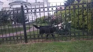 Псарня на цвинтарі