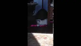 KitKats