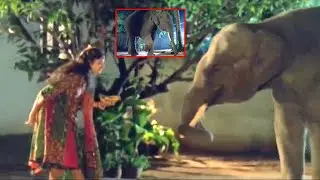Rajendra Prasad & Soundarya Super Hit Comedy Movie Elephant Emotional Scene | Shalimar Movies