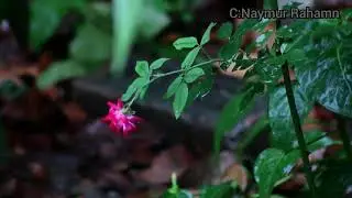 #Beautiful rain video  //Raining scenery.Raining sound.//Tapur tupur bristy nupur Bangla song#Naymur