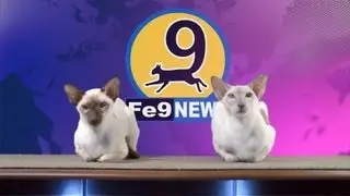Cat Show - SPECIAL REPORT! Fe9News episode 1