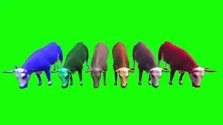 Cow C Green Screen Video Footage Free 