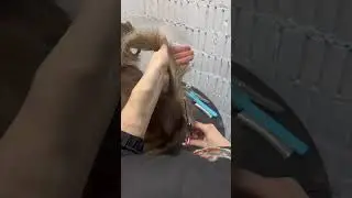 Самая маленькая собака в мире - чихуахуа😉 