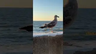 Балтийский баклан☺️ #калининград #балтийскоеморе #balticsea #bird #баклан #птица