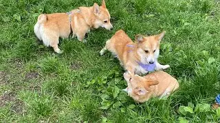 Corgi party | Funny and Cute corgi