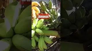 Bananas
