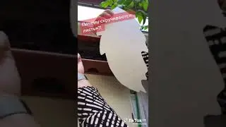 СКРУЧЕВАНИЕ ЛИСТЬЕВ ТОМАТОВ