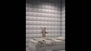 Cat dance party
