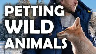 YOU WILL WANT TO PET THESE WILD ANIMALS!