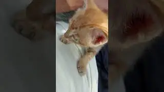 Cats 🐈 climb on