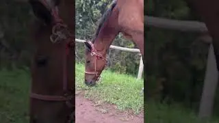 #animals #горы #природа #животные #лошадь #horse #music
