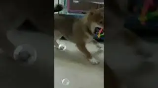 #funnypuppy
