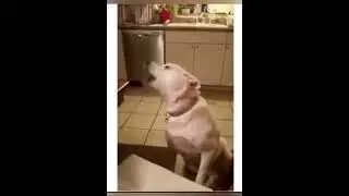 Смешные 🤣 и Забавные #приколы #рекомендации #юмор