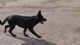 Кора и новые знакомые