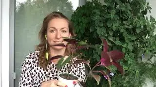 Немного о колеусах крапивке Coleus Buntnessel