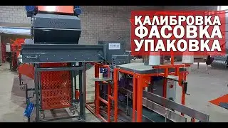 Калибровка фасовка и упаковка овощей (видео)