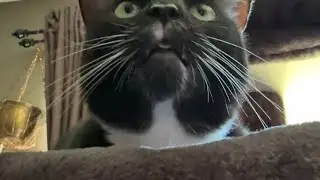 Dang Ferret Zahra Cat Tree Fun!