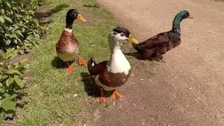 Ducks in the Park