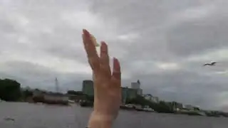 Кормим чаек.