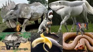 Top 10 insane and bizarre cases of Genetic Engineering
