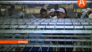 В Мурманск доставили первую в этом году партию охлажденной мойвы 05.03.2015