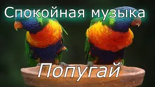 ПОПУГАЙ, медитация для начинающих.Спокойная музыка.