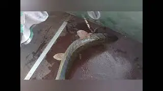 Рыбалка на Чепце и сломанный спиннинг.