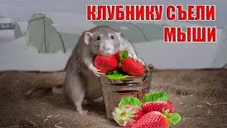 КЛУБНИКУ в балагане СЪЕЛИ МЫШИ