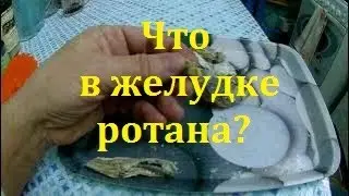 Чем питается ротан и на что его ловить.