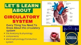 The Circulatory System : for biomedical engineering biology tutorial for  biomedical engineer