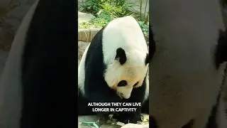 Bamboo Bear || The Mystique of the Giant Panda ||@discoverwithsabi #panda #giants #shorts #viral