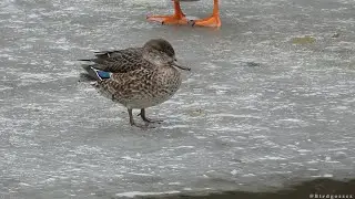 Cyraneczka - samica, Eurasian teal - female (Anas crecca)