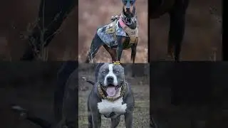 doberman vs Akita, huskey, pitbull, German shepherd 