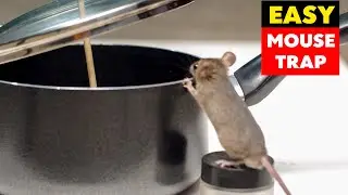 Fry Pan Humane Mouse Trap / Mice Trap - DIY Rat Trap Homemade