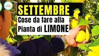 Cosa Fare Alla PIANTA DI LIMONE A SETTEMBRE-Consigli utili per Coltivare al meglio il limone in vaso