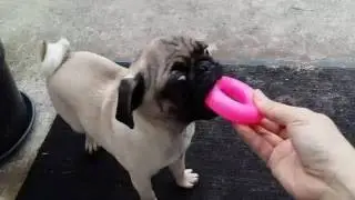 Pug trying to catch the toys